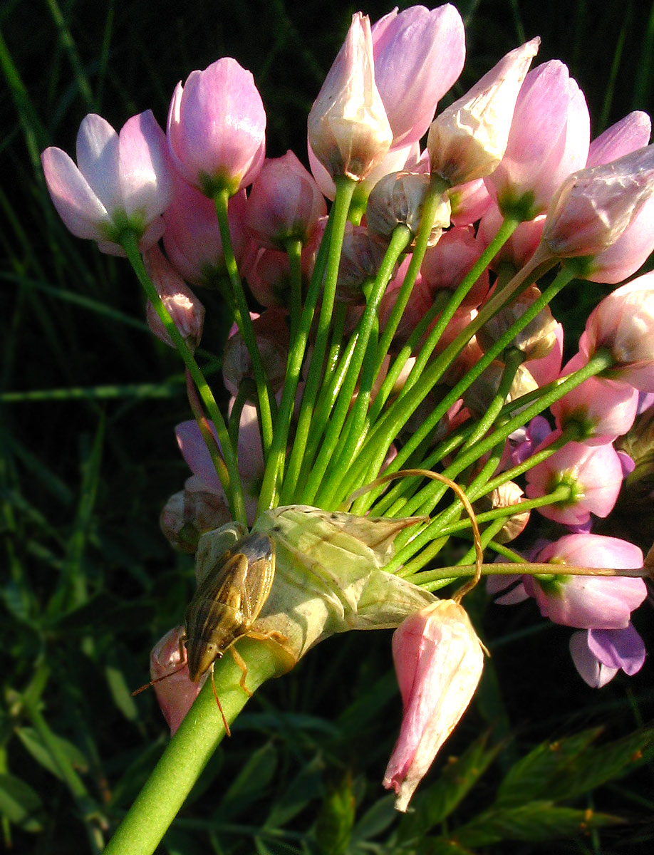 Pentatomidae: Aelia rostrata