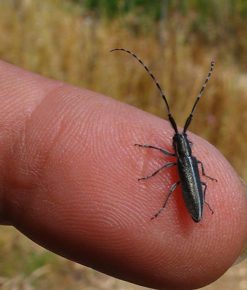 Un piccolissimo amico: Agapanthia suturalis