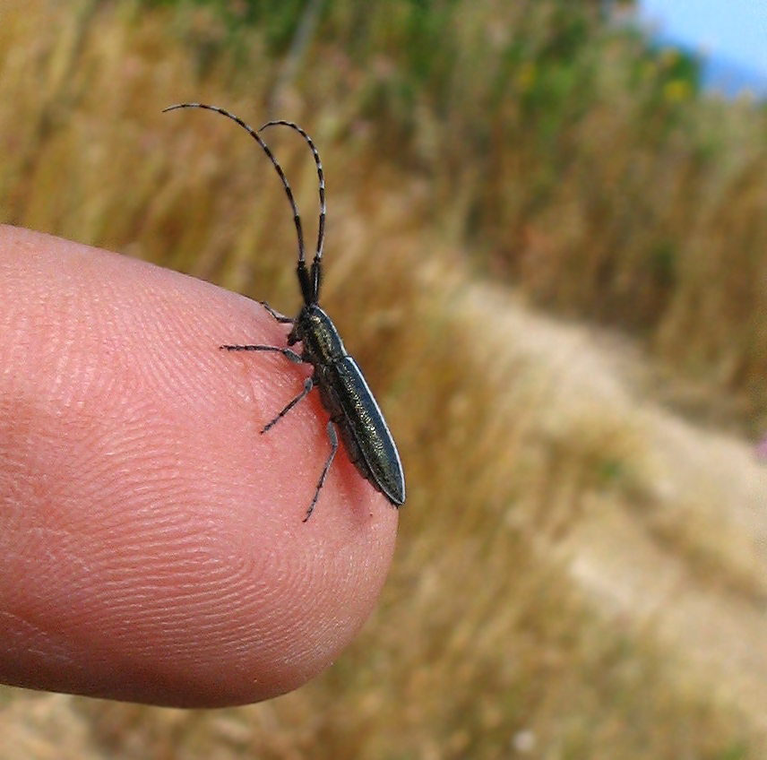 Un piccolissimo amico: Agapanthia suturalis