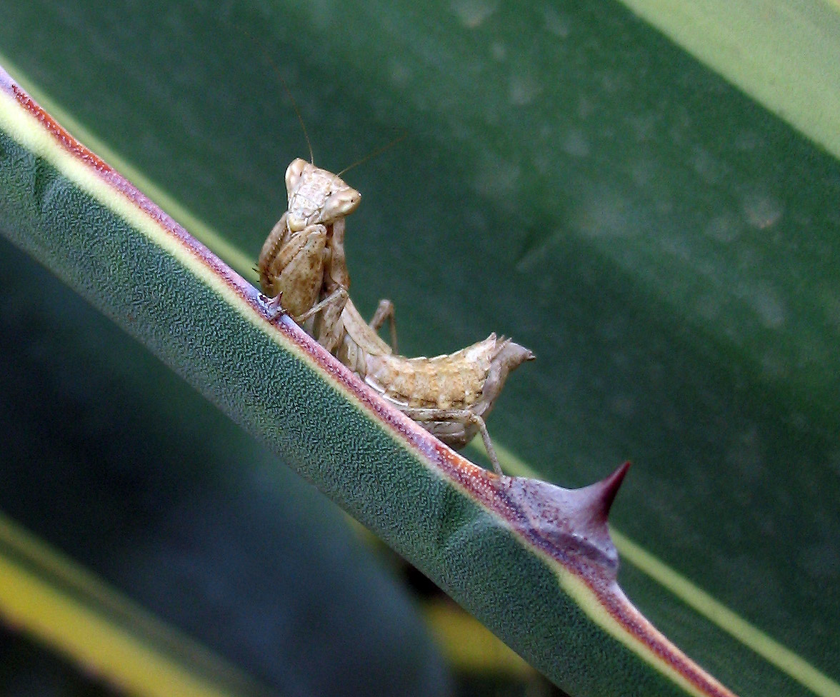 Ameles spallanzania