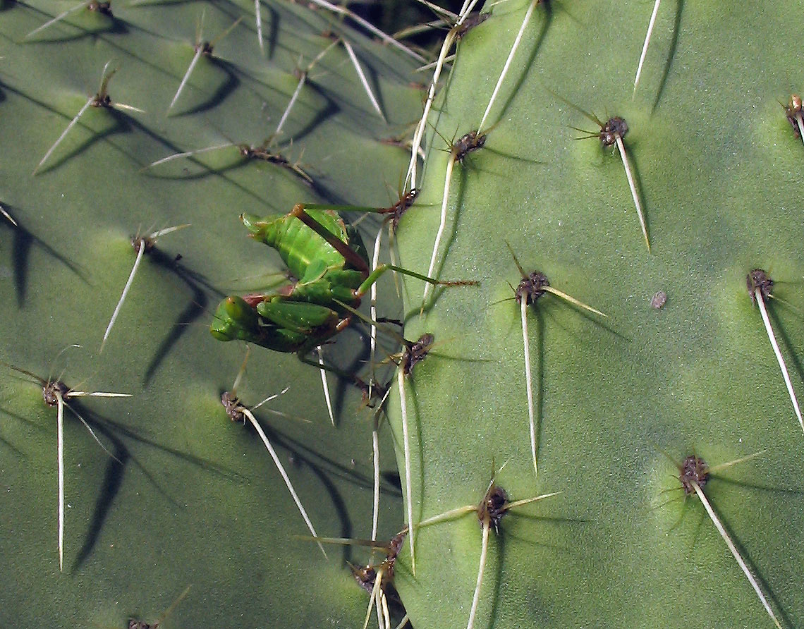 Ameles spallanzania