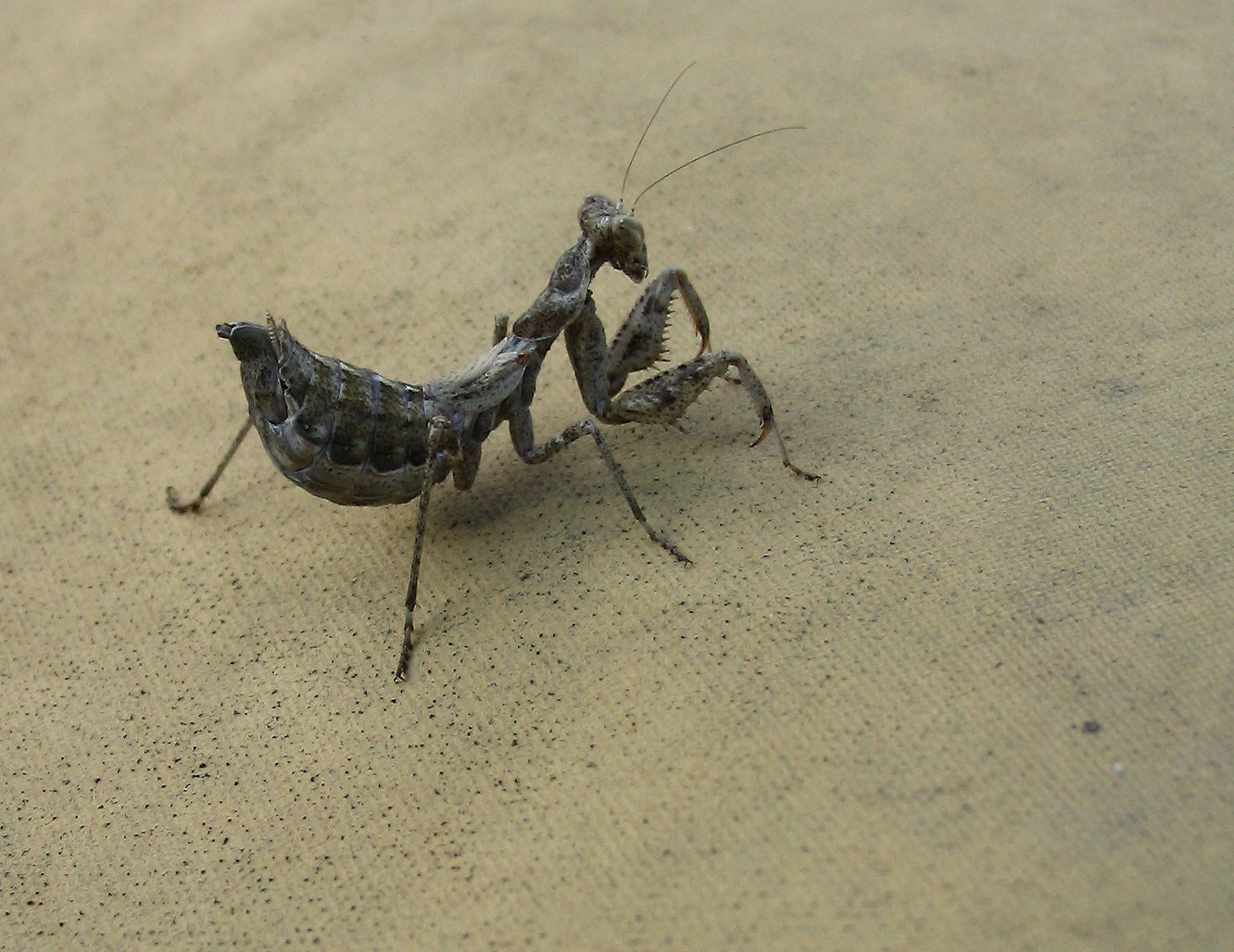 Ameles spallanzania