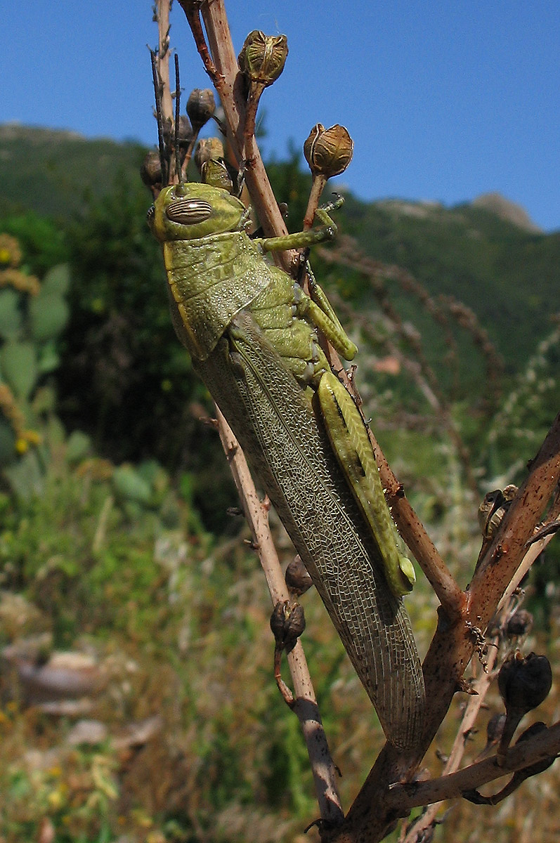 Ortottero: Anacridium aegyptium