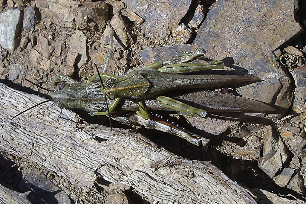 Ortottero: Anacridium aegyptium