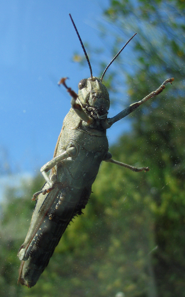 Ortottero: Anacridium aegyptium