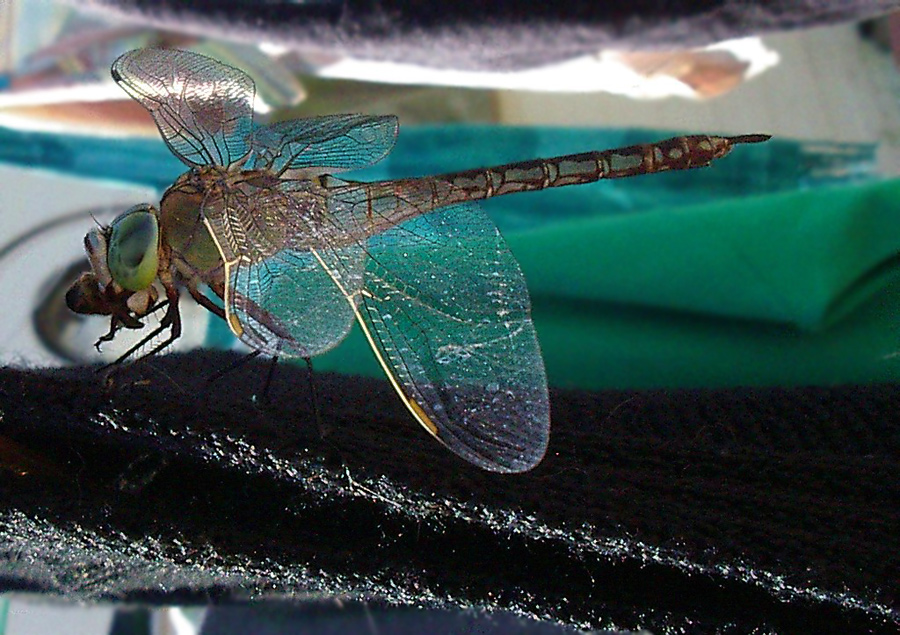 Anax parthenope sull''Isola d''Elba (Odonata)