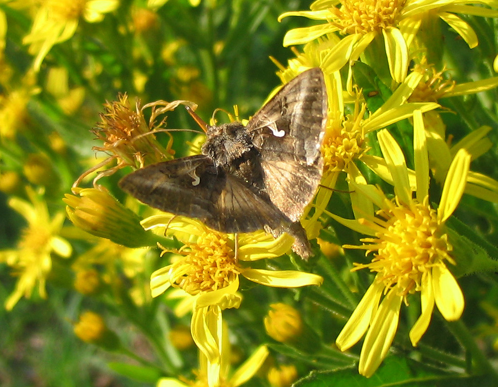 Autographa gamma? Apopestes spectrum e Cossus cossus