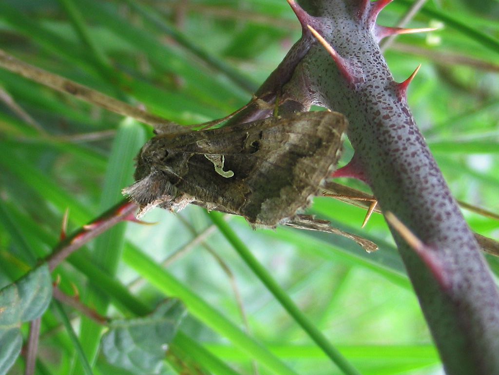 Autographa gamma? Apopestes spectrum e Cossus cossus