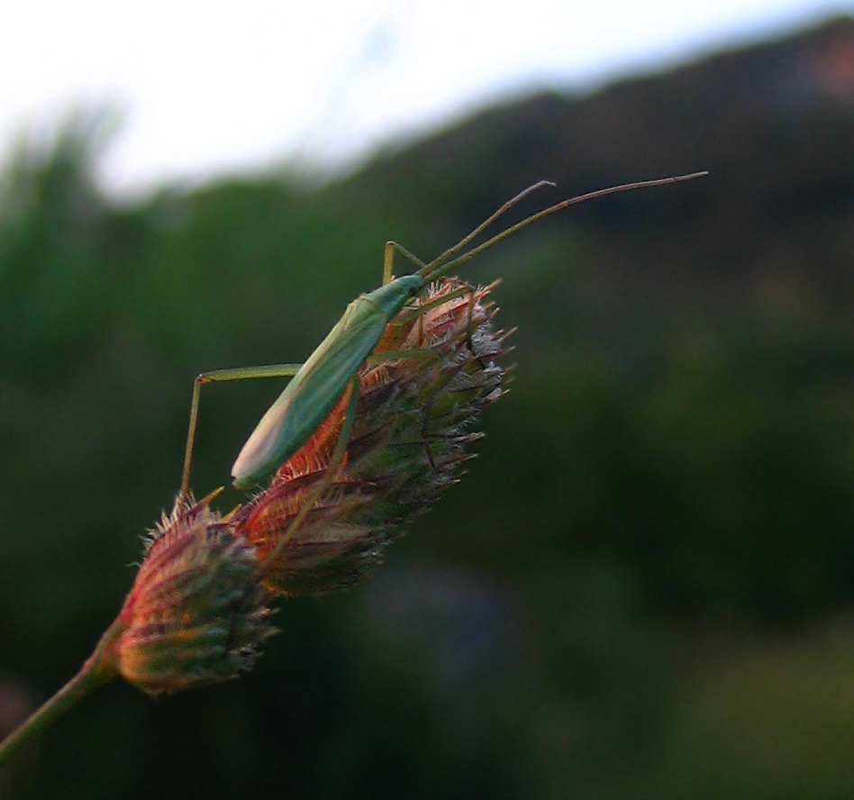 Megaloceroea e Chorosoma (Heteroptera)