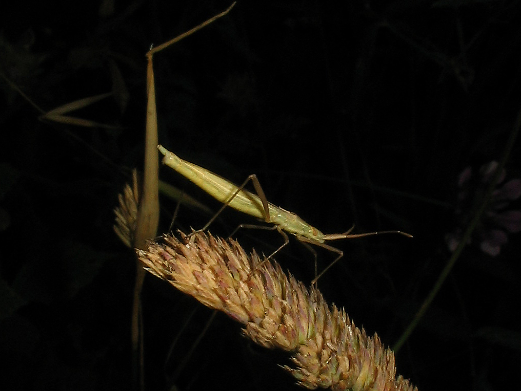 Megaloceroea e Chorosoma (Heteroptera)