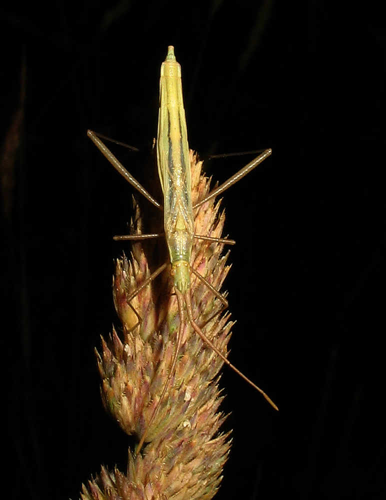 Megaloceroea e Chorosoma (Heteroptera)