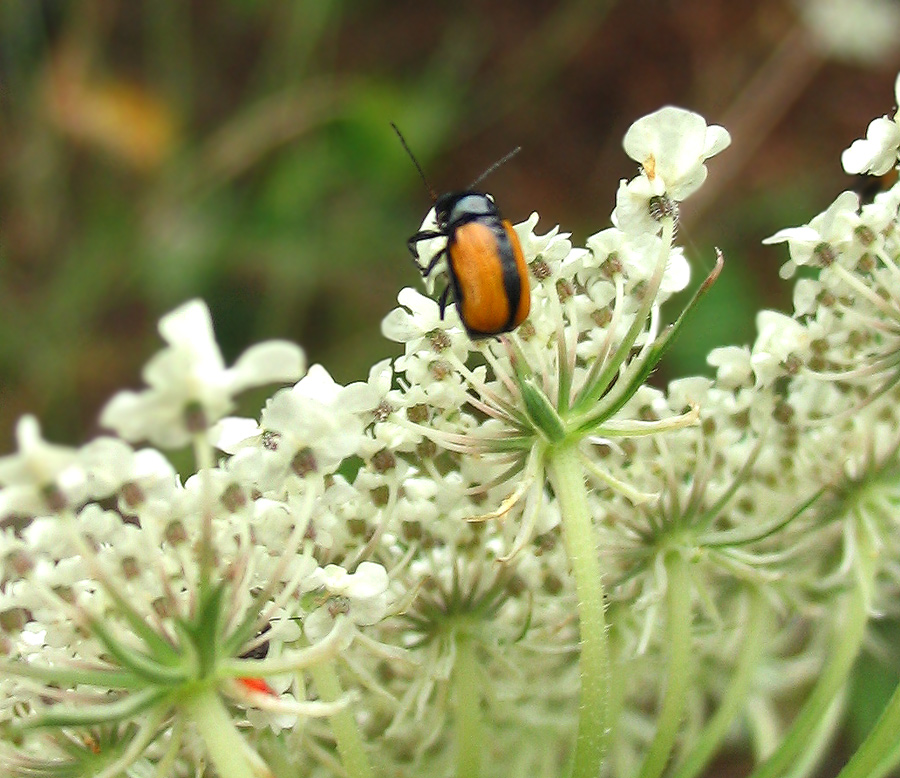 Chrysomelidae: due piccolissimi Cryptocephalus