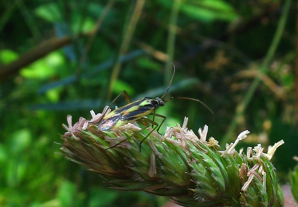 Due specie di Miridae molto colorati