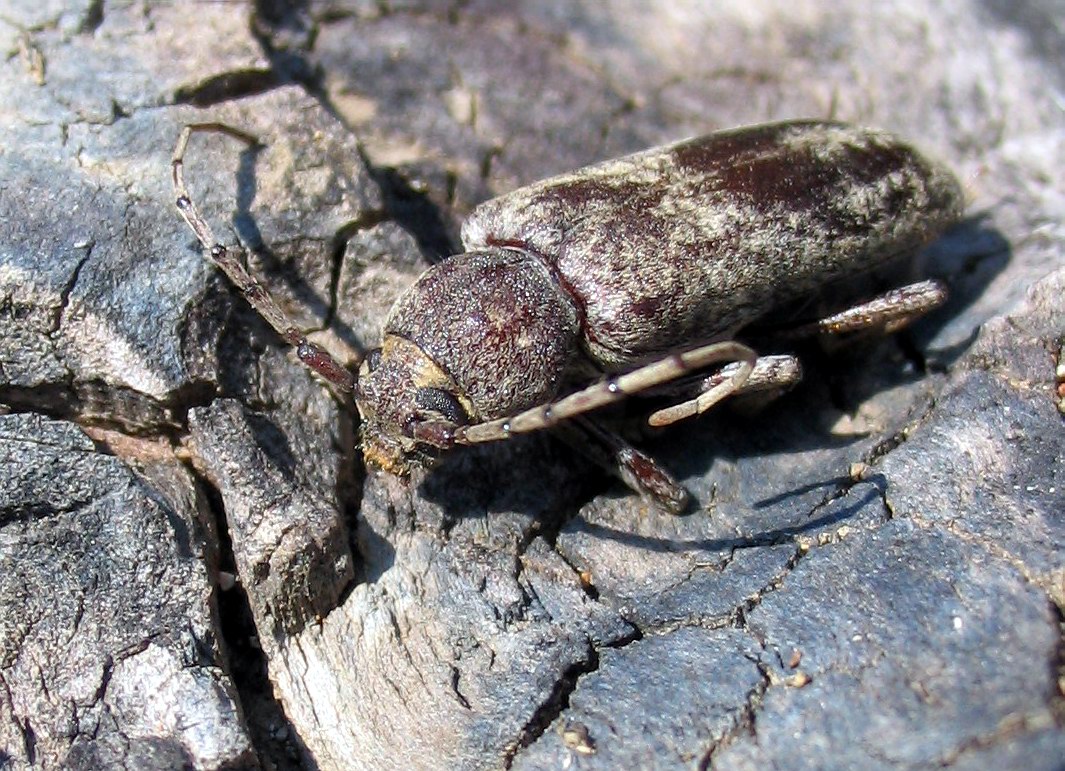 Trichoferus holosericeus all''Elba (Col., Cerambycidae)
