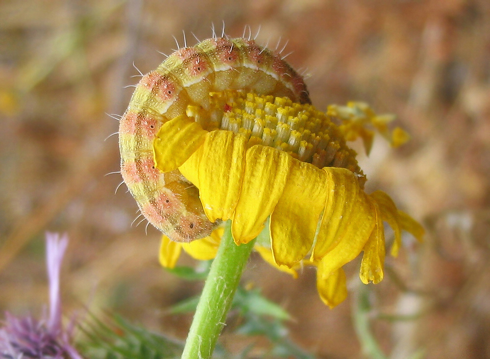 Bruco di Heliothis peltigera