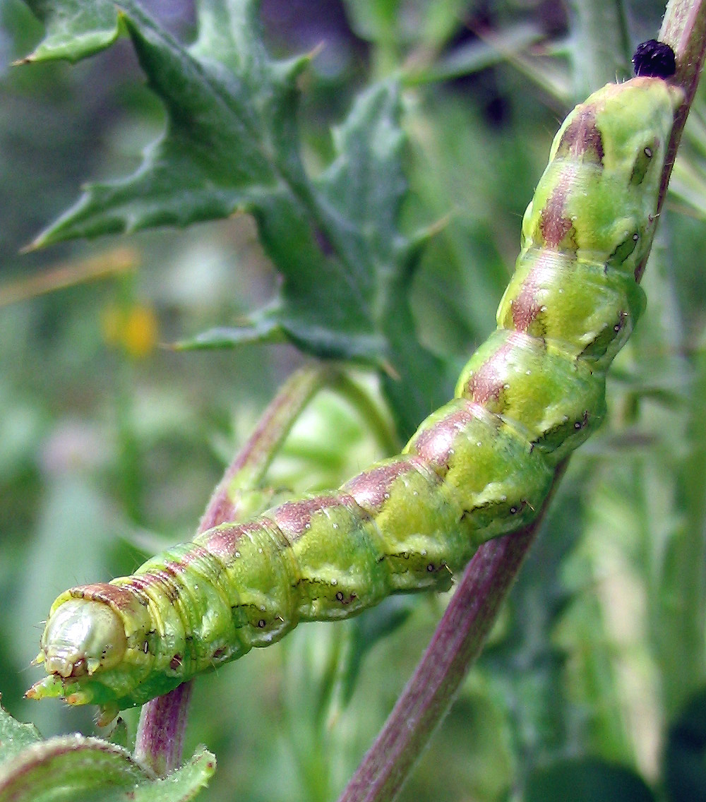 Grosso bruco:   Cucullia calendulae (Noctuidae)