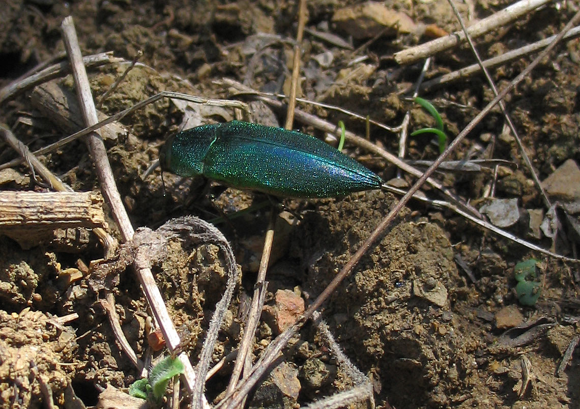 Un Buprestidae verde smeraldo: Latipalpis plana