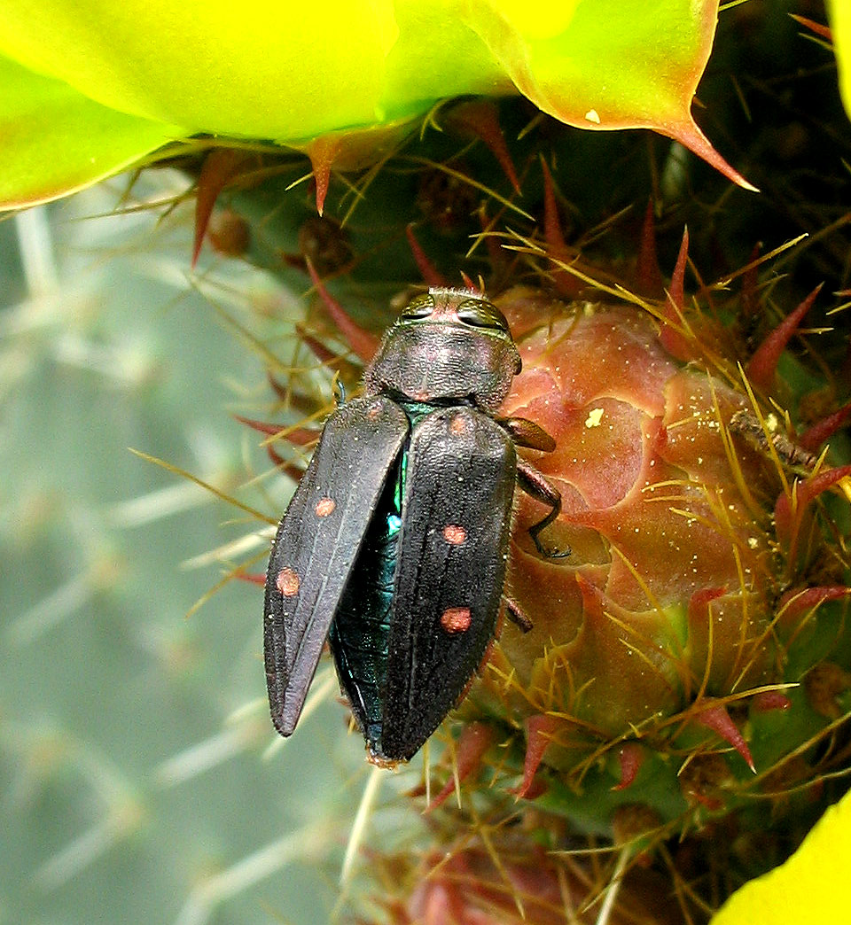 Chrysobothris affinis (Coleoptera, Buprestidae) all'' Elba
