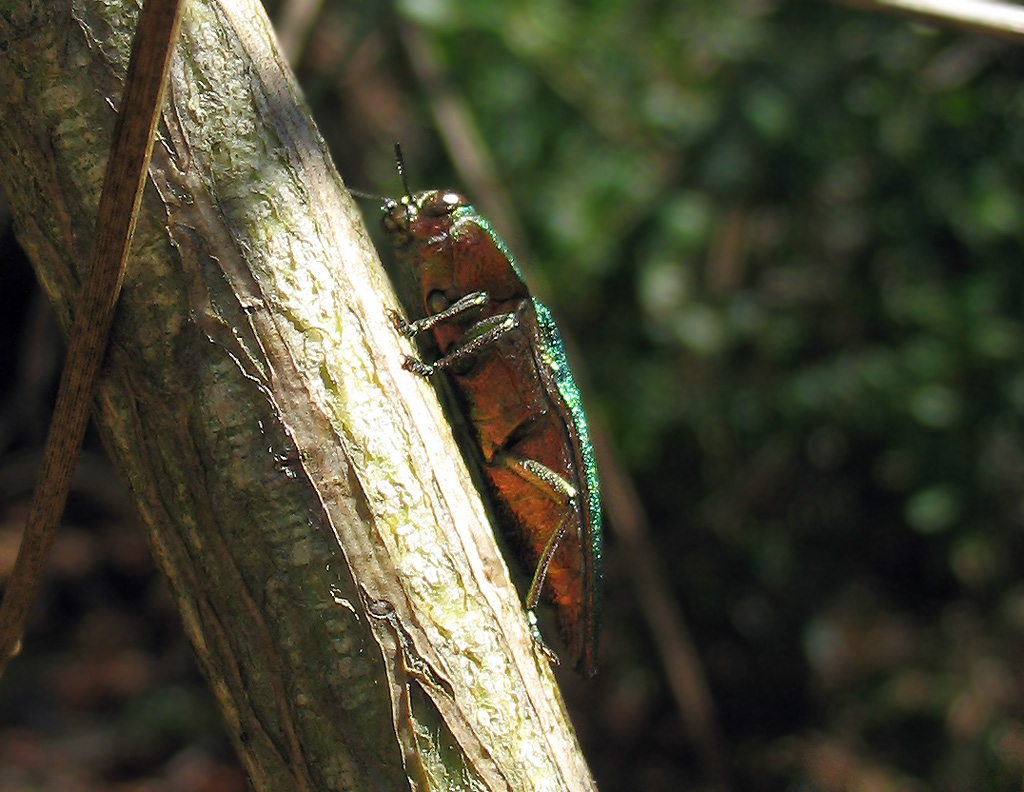 Un Buprestidae verde smeraldo: Latipalpis plana