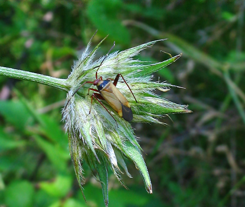 Due specie di Miridae molto colorati