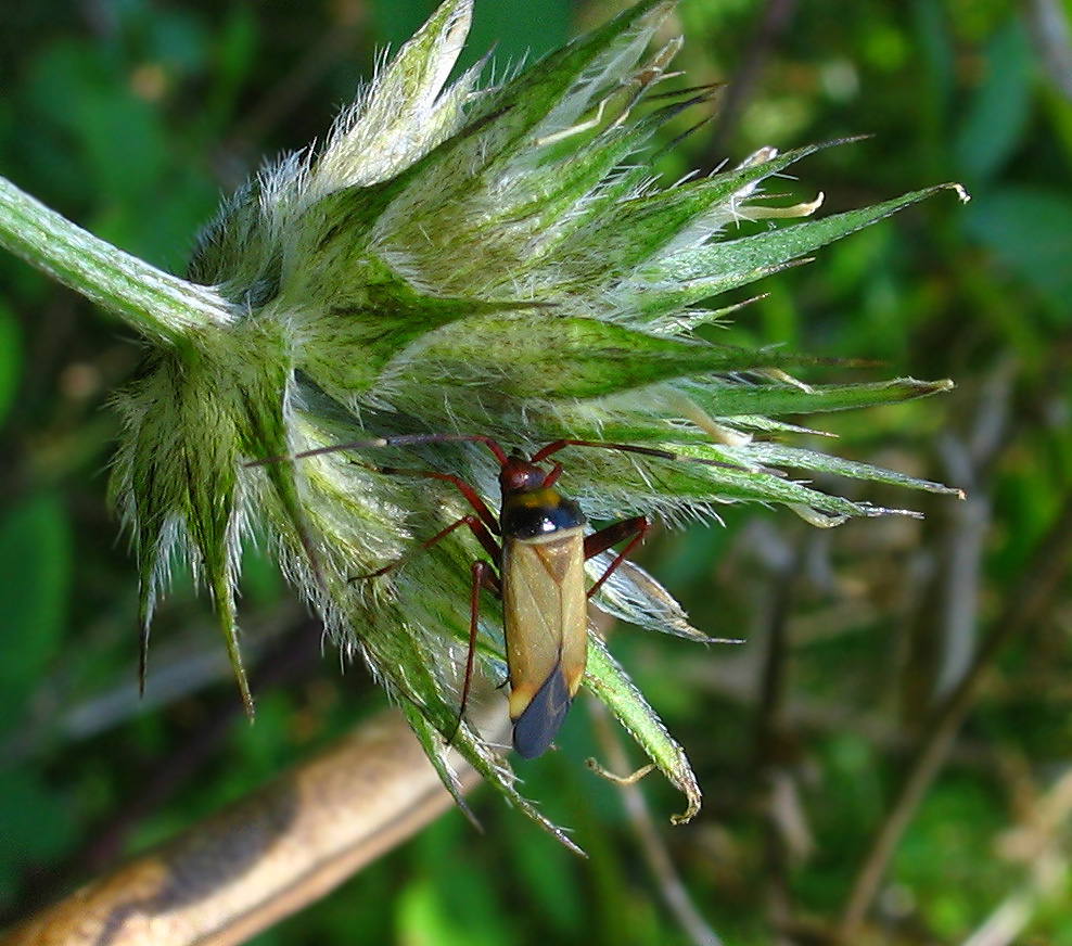 Due specie di Miridae molto colorati