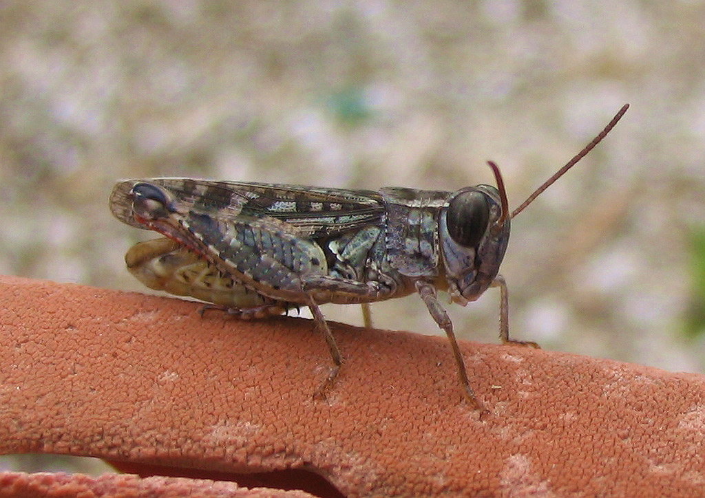 Calliptamus barbarus (Orthoptera, Acrididae)