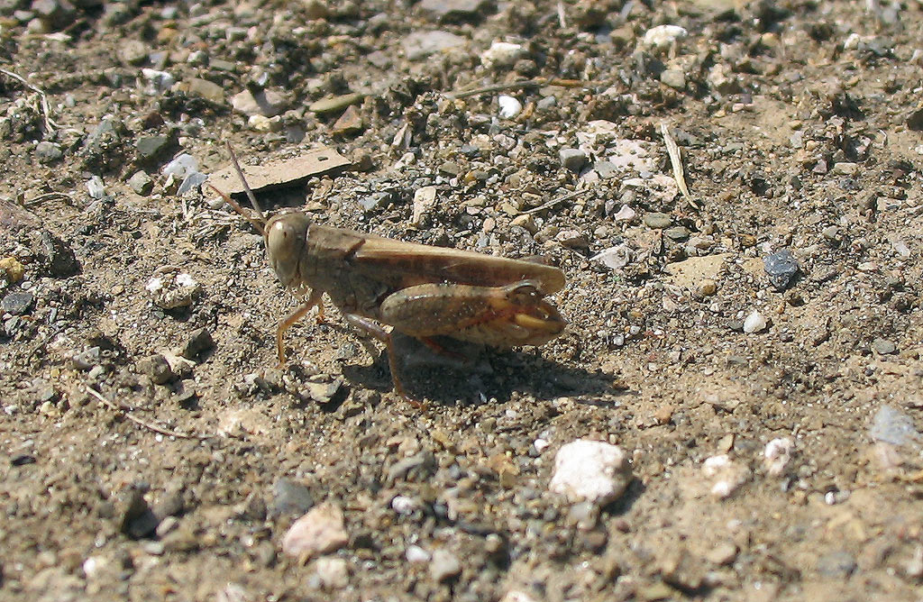 Calliptamus barbarus (Orthoptera, Acrididae)