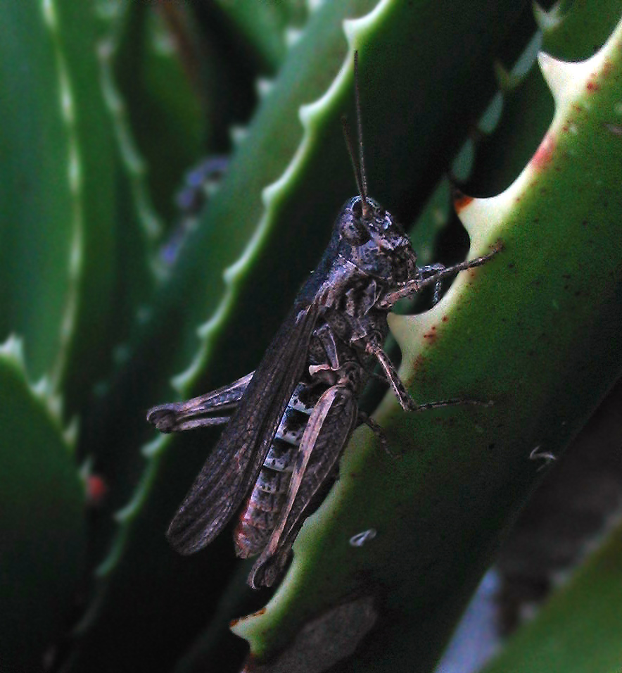 Chorthippus (Glyptobothrus) cfr. rubratibialis (Orthoptera)