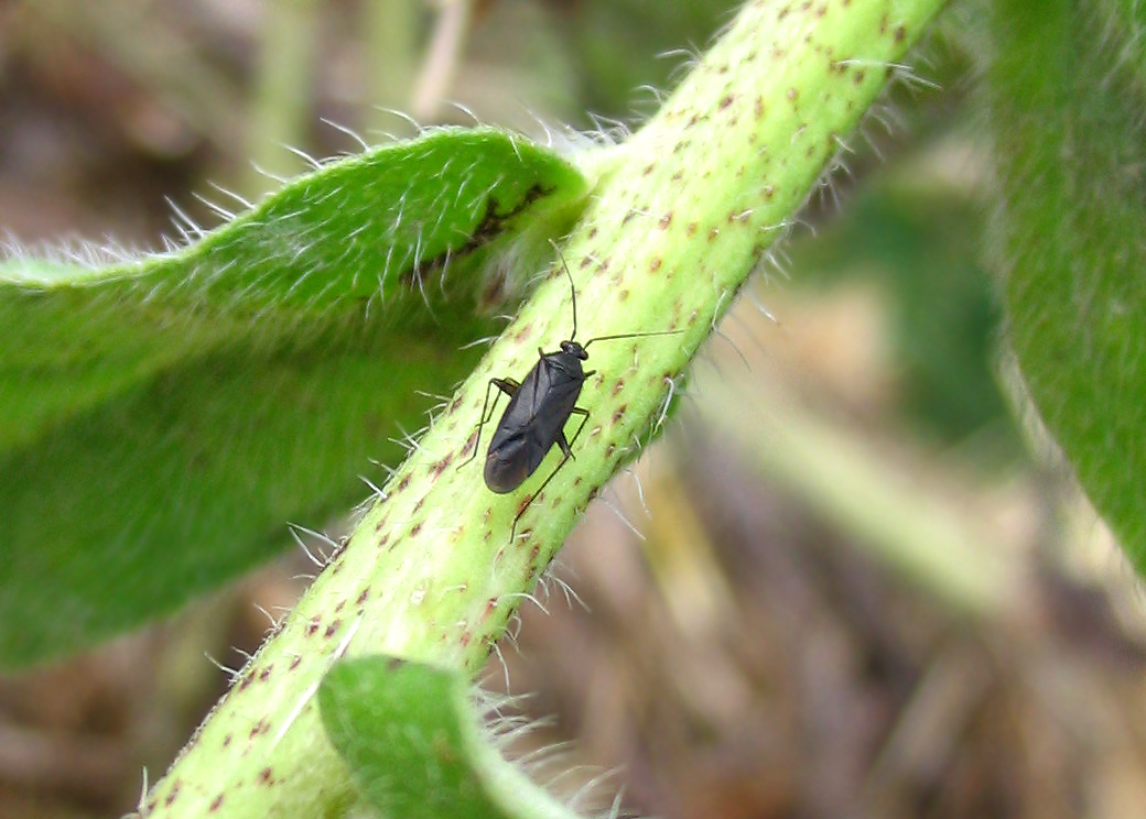 Plagiognathus?