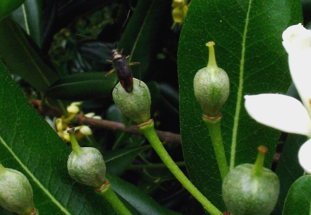 Un altro Miridae: Closterotomus trivialis (Heteroptera)
