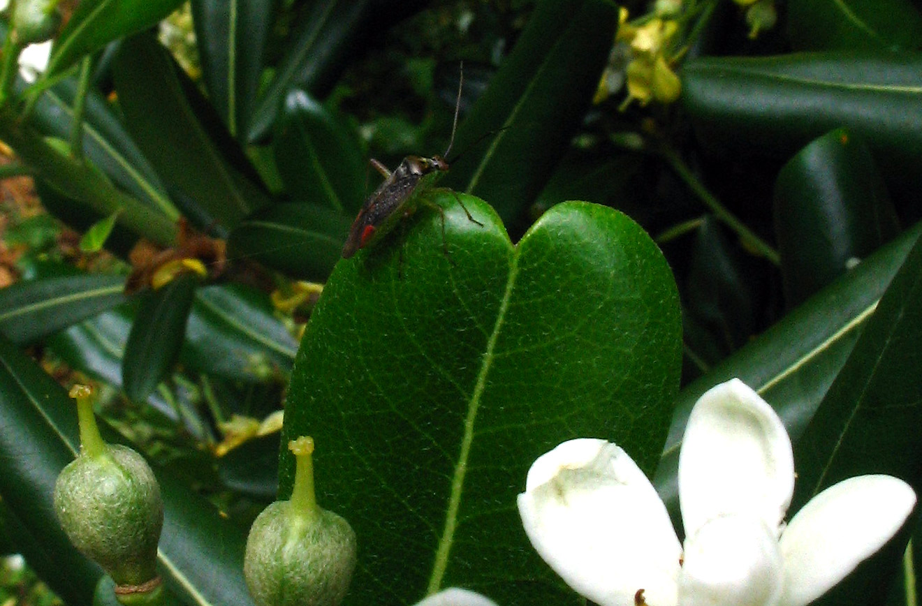 Un altro Miridae: Closterotomus trivialis (Heteroptera)