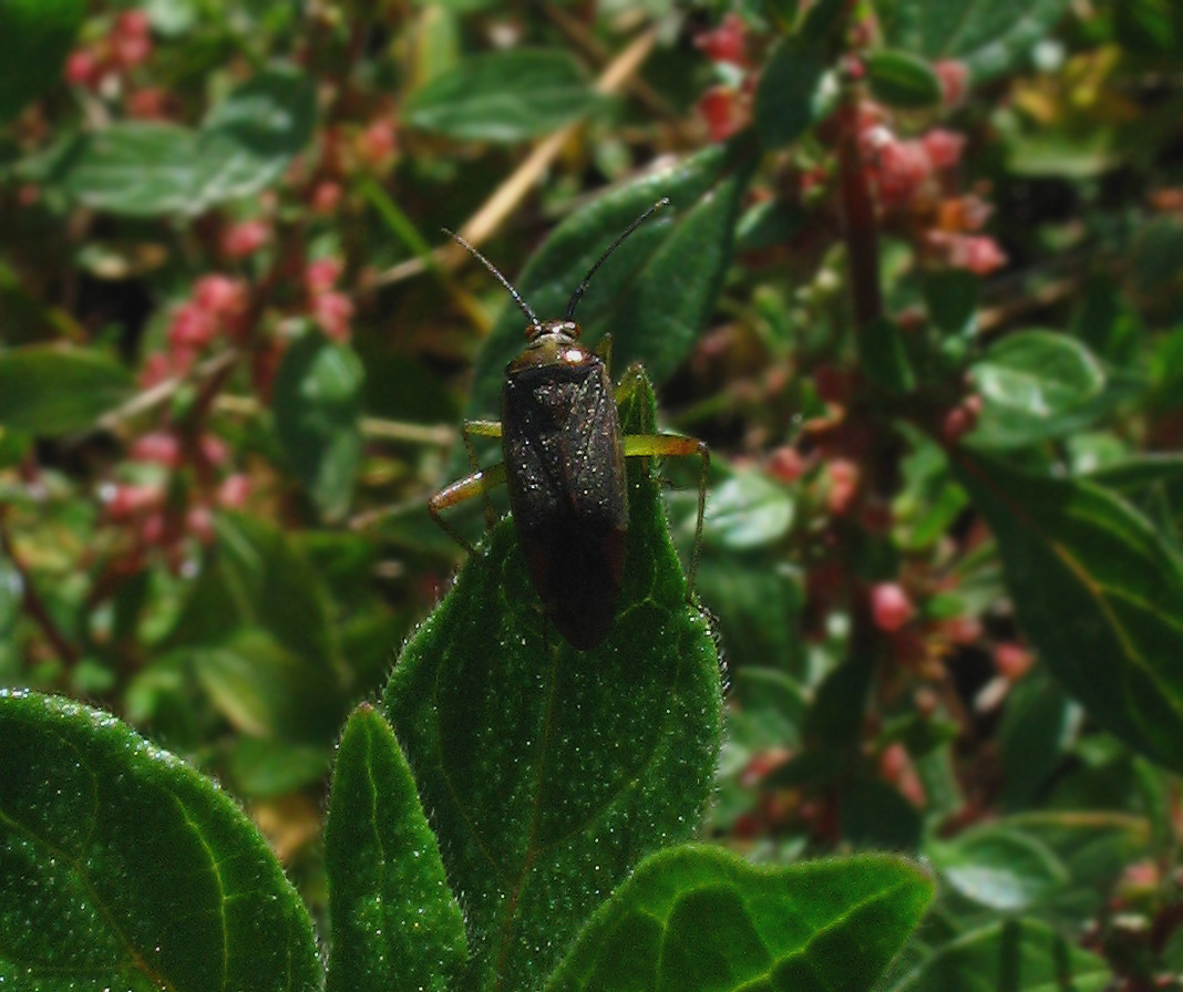 Un altro Miridae: Closterotomus trivialis (Heteroptera)