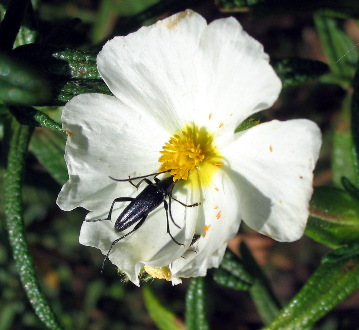 Stenurella nigra all''Elba (Cerambycidae)