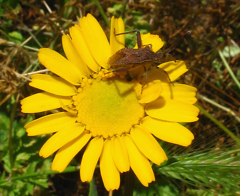 Coriomeris sp. (Heteroptera, Coreidae)