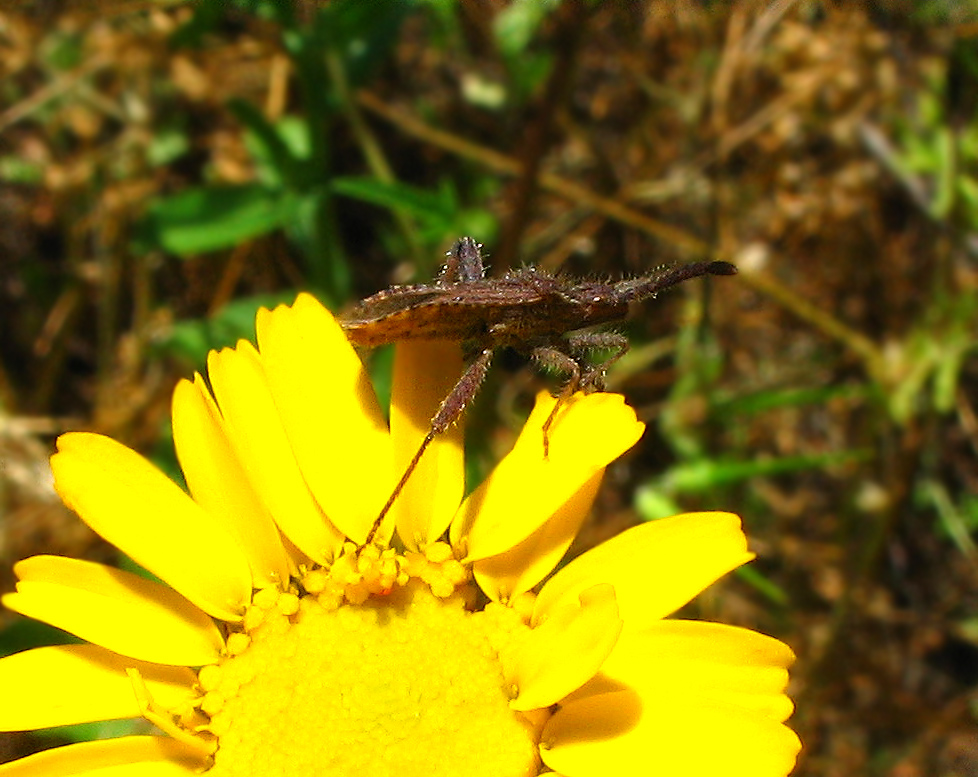 Coriomeris sp. (Heteroptera, Coreidae)