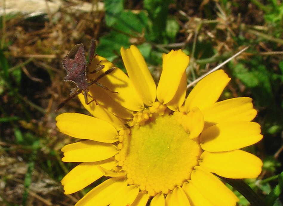 Coriomeris sp. (Heteroptera, Coreidae)