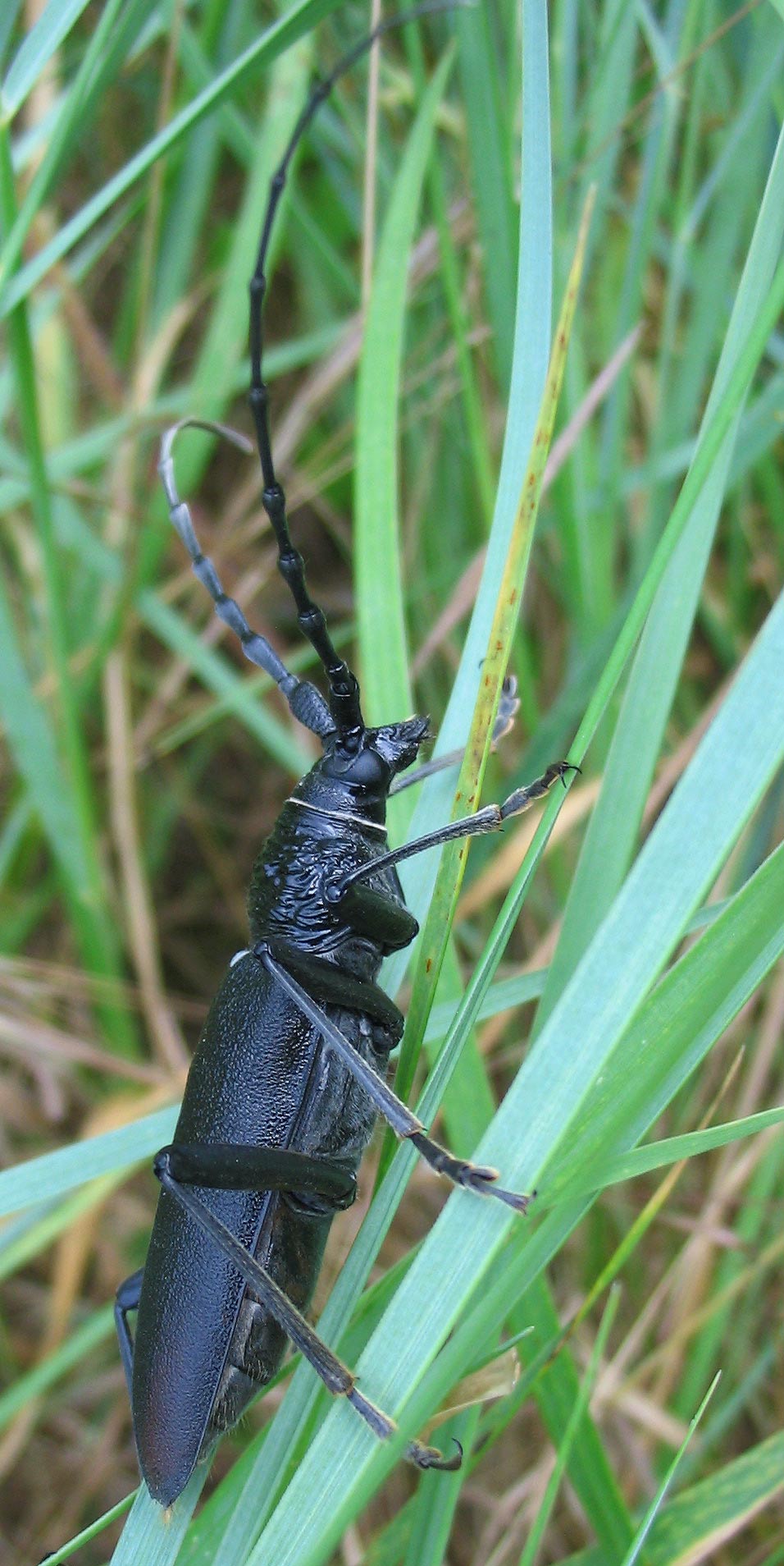 Cerambyx cerdo