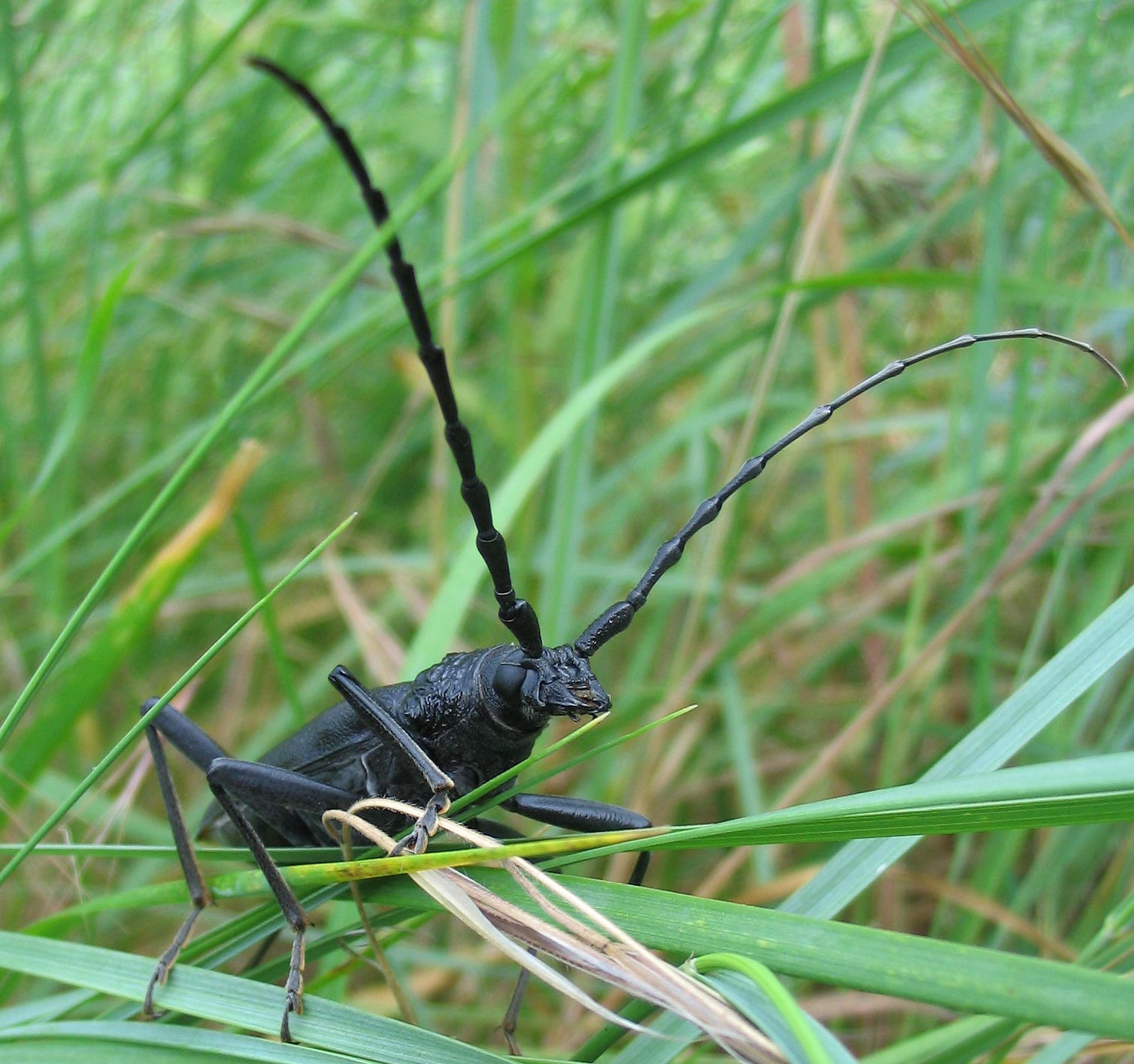 Cerambyx cerdo