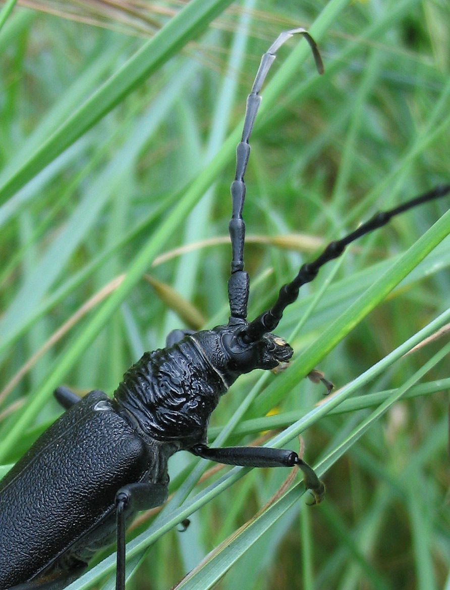 Cerambyx cerdo