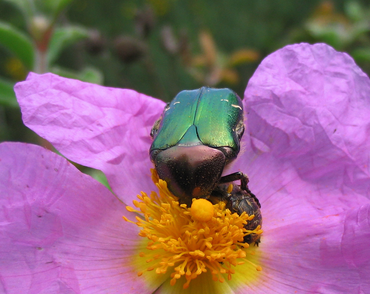 Cetonia aurata pisana