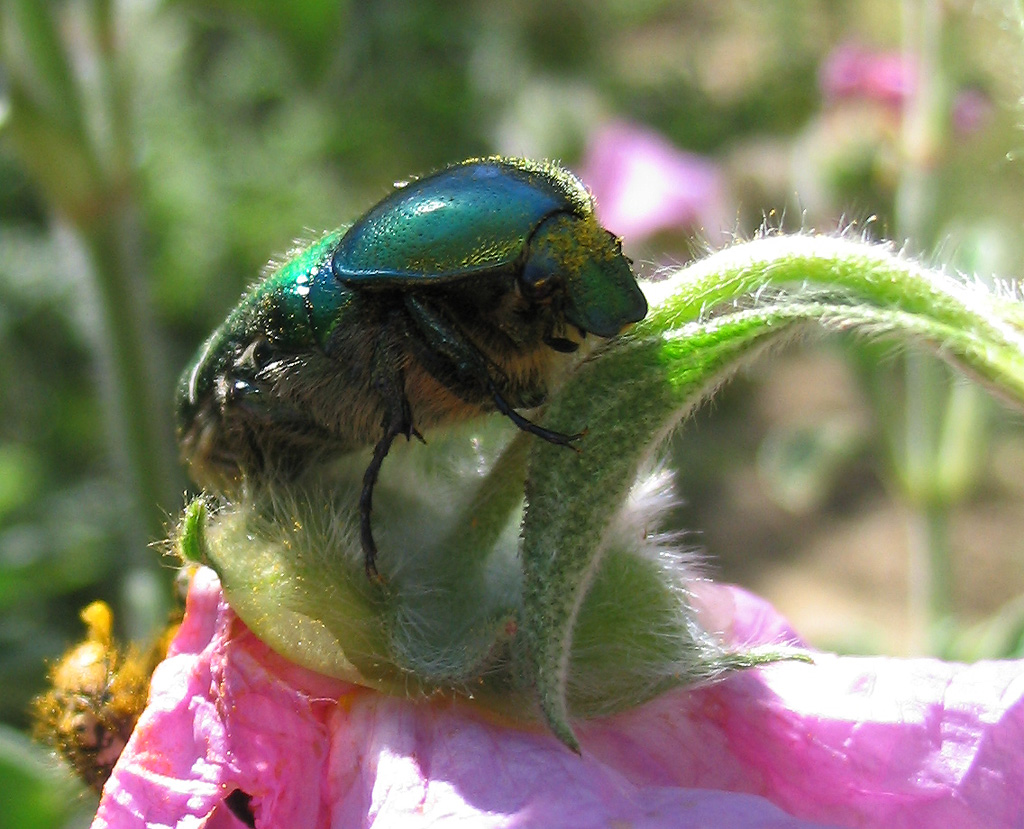 Cetonia aurata pisana