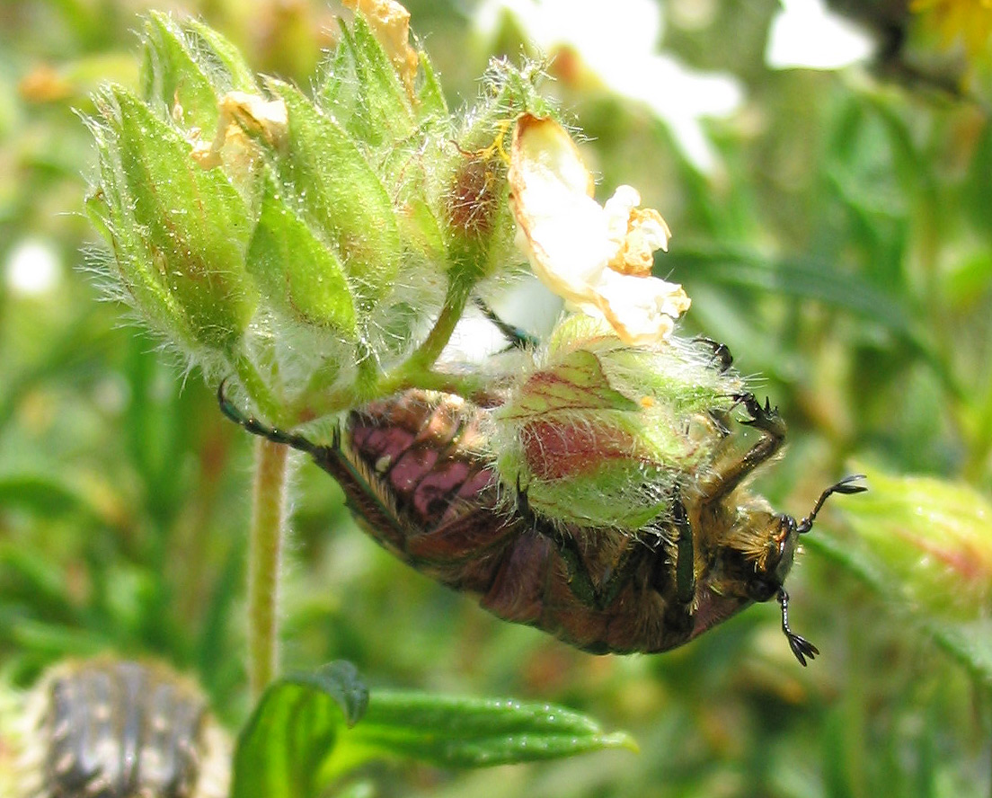 Cetonia aurata pisana