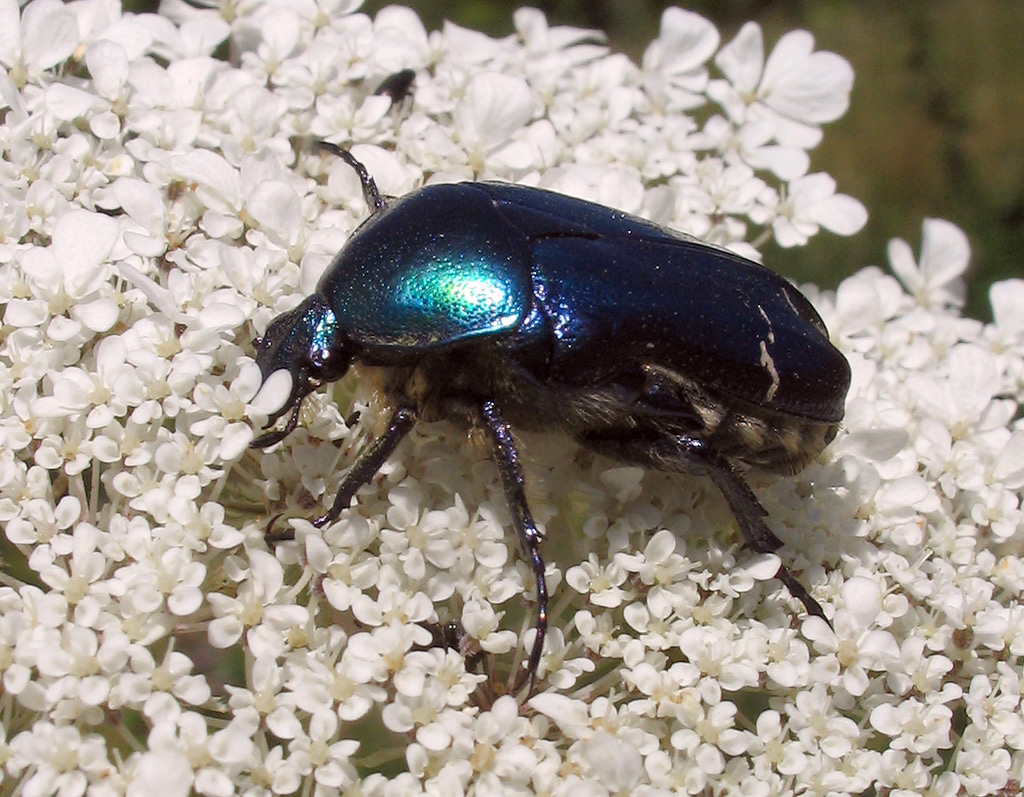 Cetonia aurata pisana