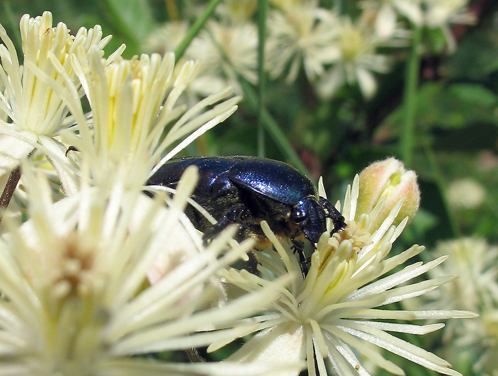 Cetonia aurata pisana