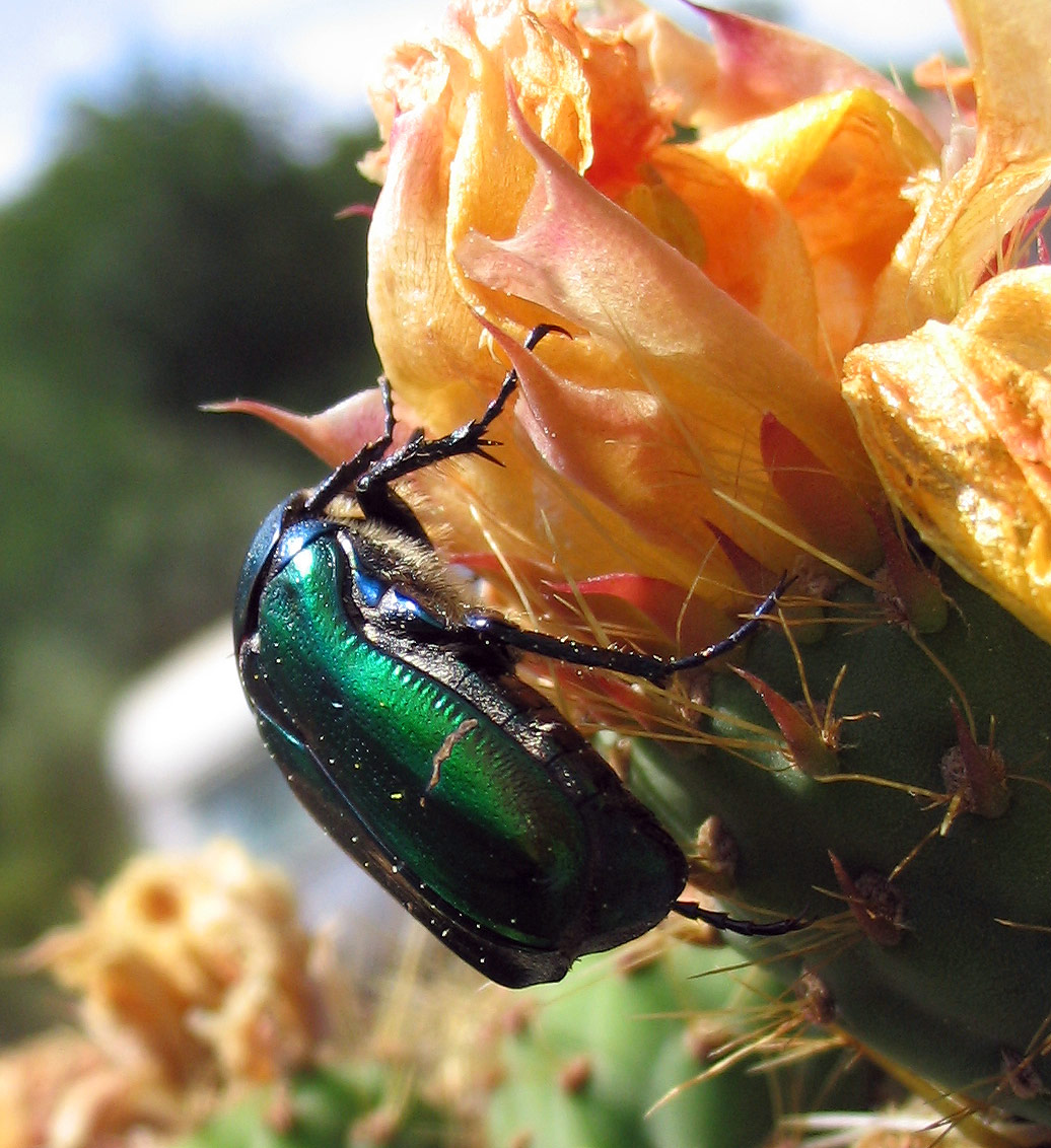 Cetonia aurata pisana