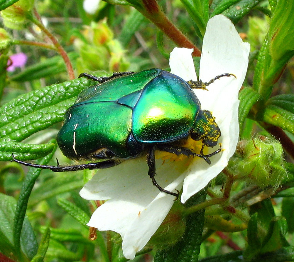 Cetonia aurata pisana