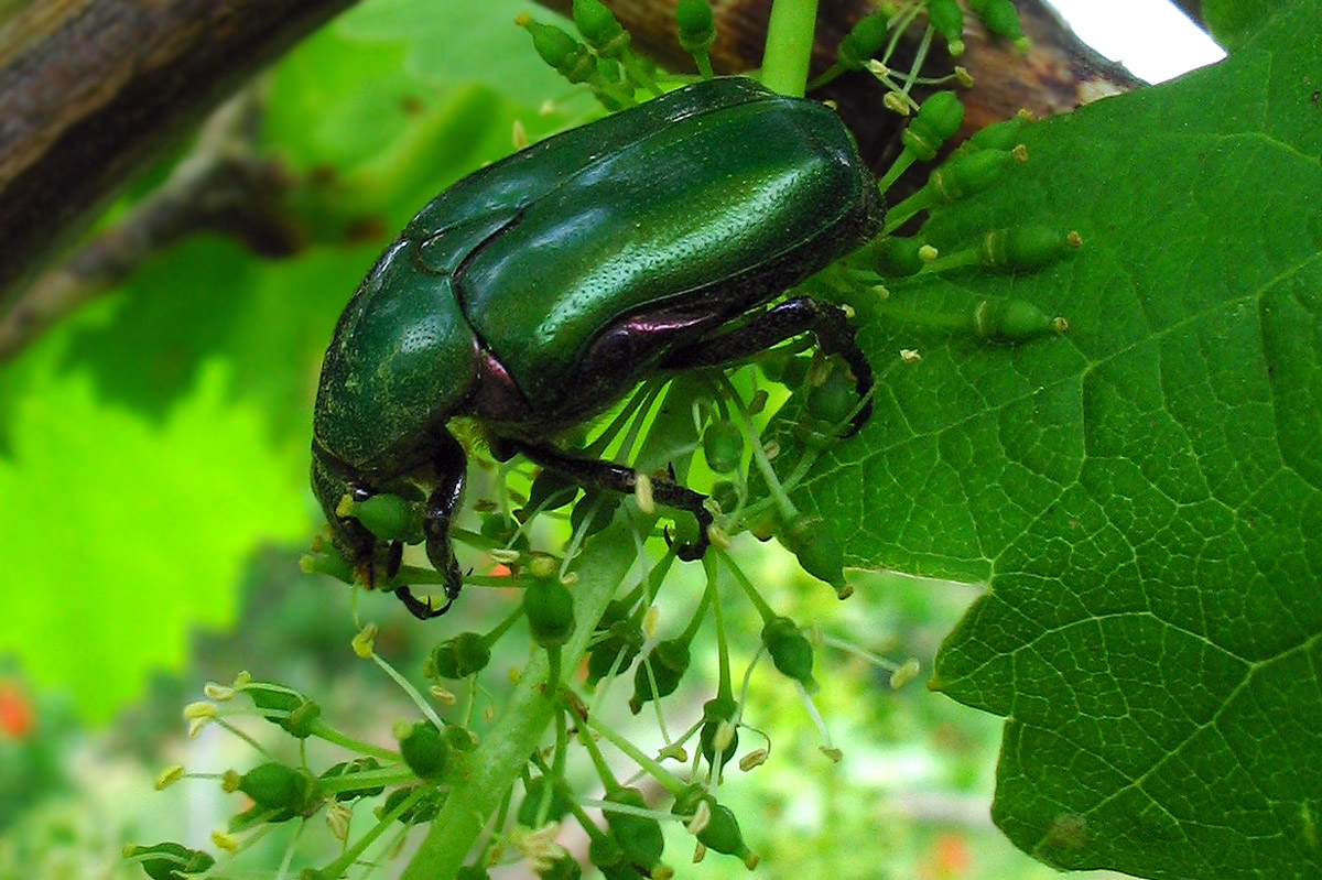 Cetoniidae: Protaetia cuprea cuprea all''Elba