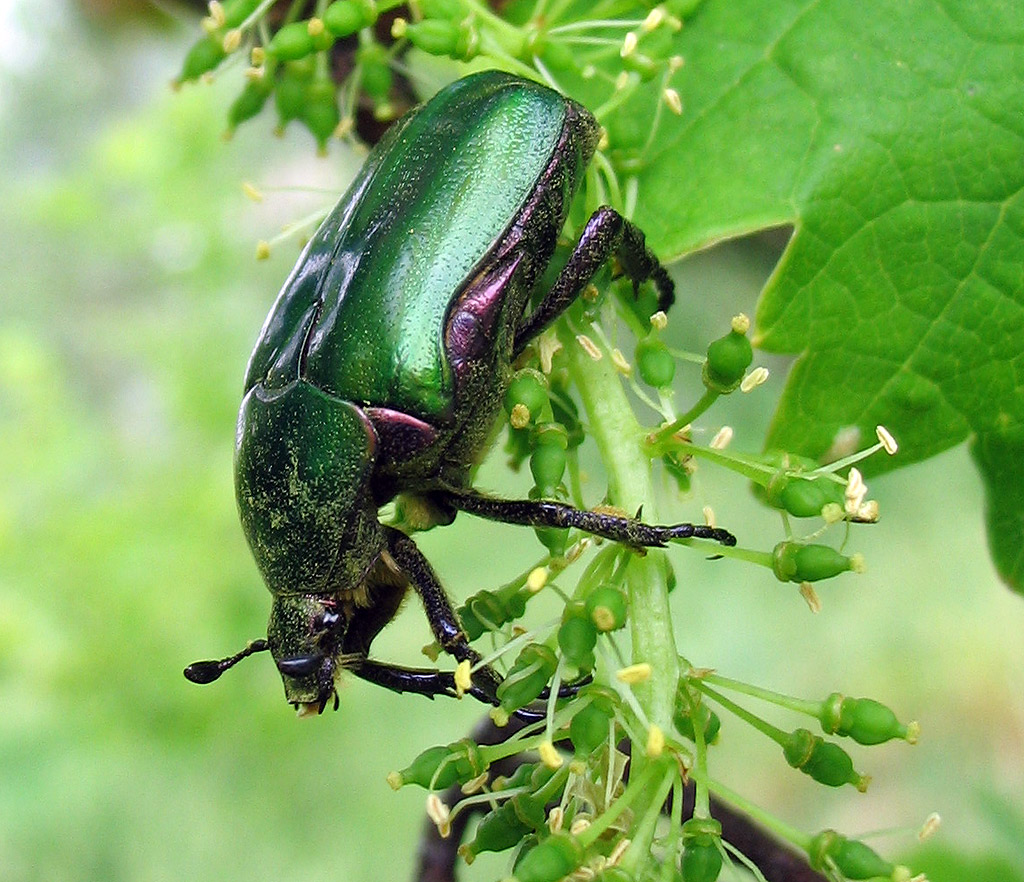 Cetoniidae: Protaetia cuprea cuprea all''Elba
