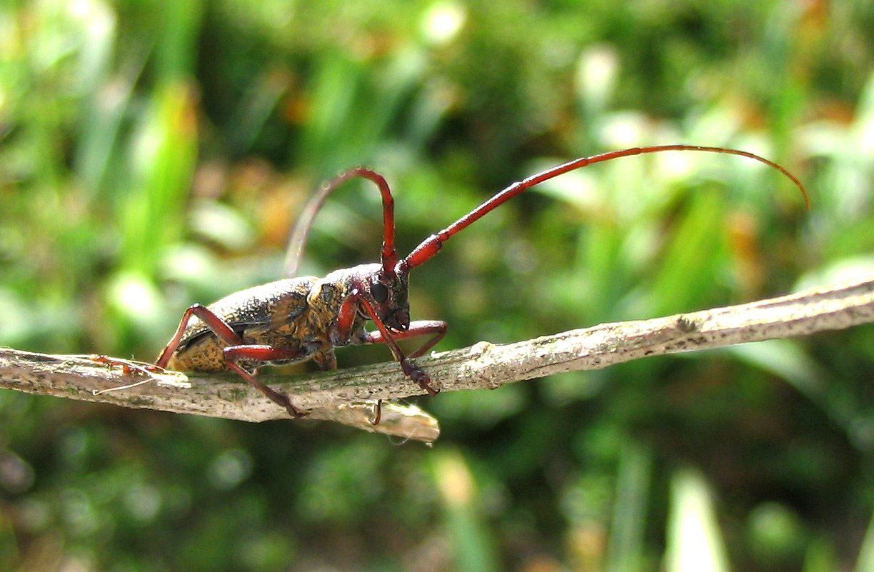 Monochamus galloprovincialis dell''Elba