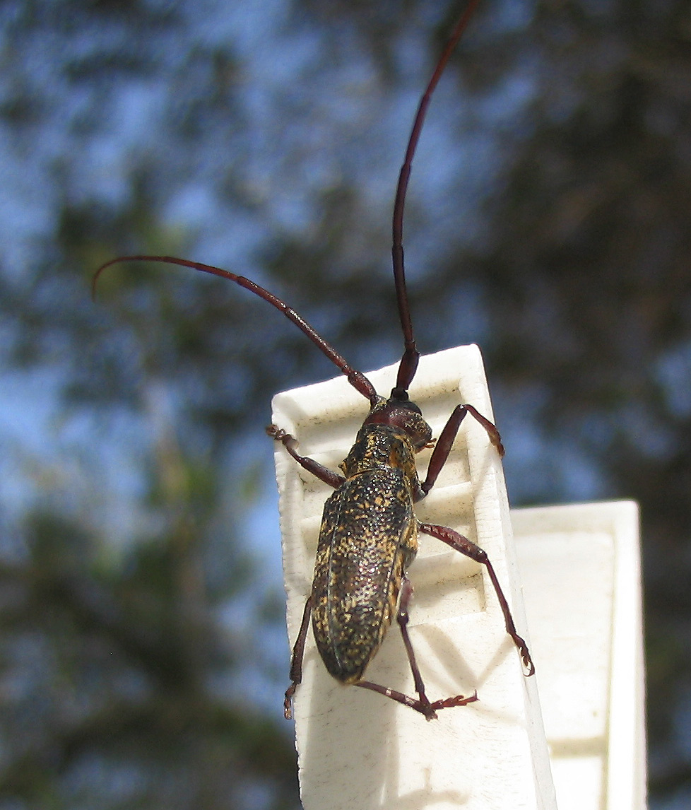 Monochamus galloprovincialis dell''Elba